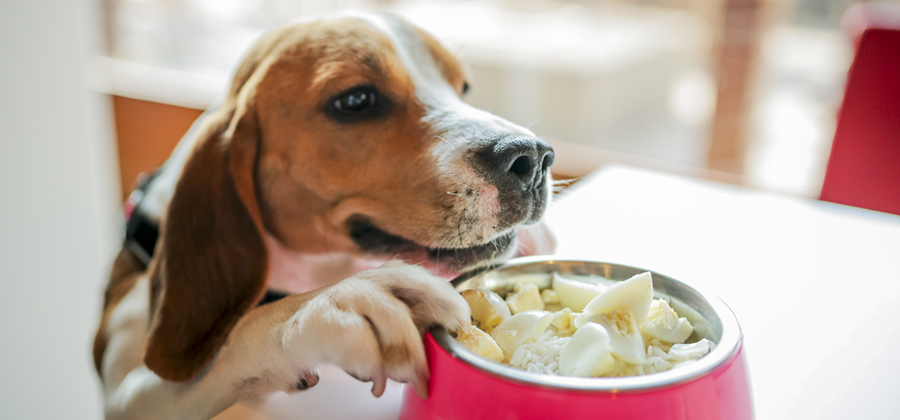 Viajar con animales en los hoteles Accor